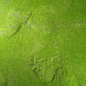 Fairy Garden Square - Sponge Grass (1 sqm)